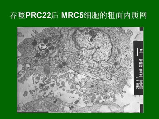 mg冰球突破豪华版(试玩)官方网站